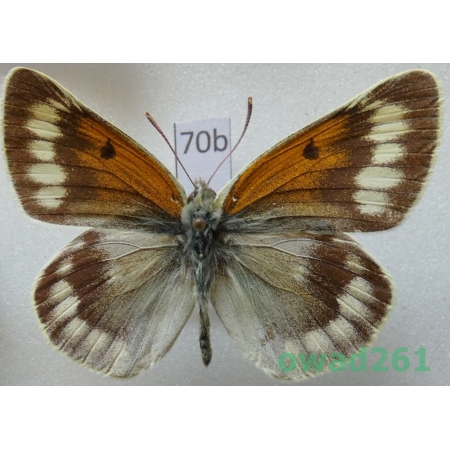 Colias christophi Grum-Grshimailo, 1885 male Uzbekistan70b